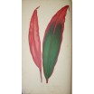 Les plantes à feuillage coloré. Lowe et Howard / Ed Rothschild 1865. 60 gravures 