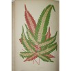 Les plantes à feuillage coloré. Lowe et Howard / Ed Rothschild 1865. 60 gravures 