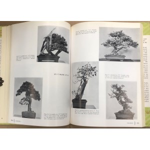 The miniatures trees and landscapes. Bonsai 
